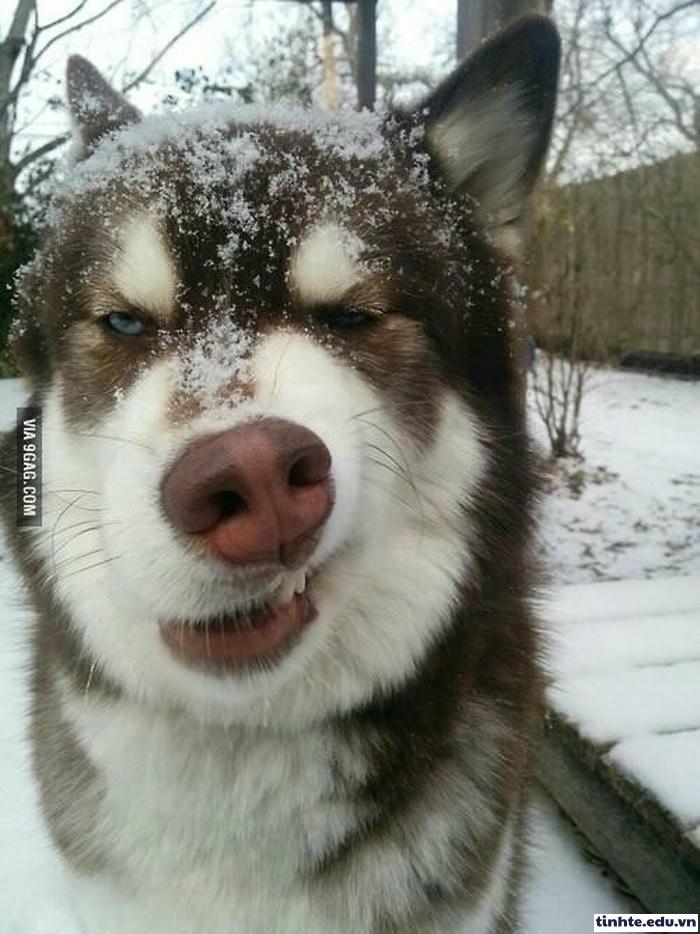 Meme khinh người dễ thương đáng yêu